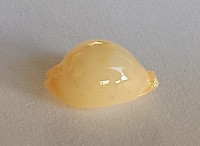 Cypraea cicercula takahashii Moretzsohn, 2007